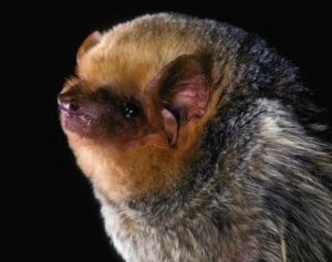 Western Red Bat