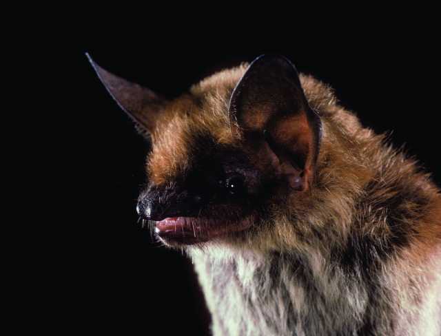 Fringe Tailed Bat