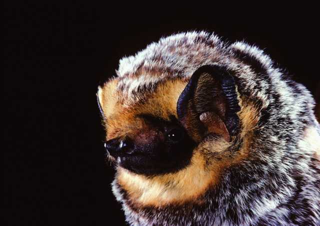 Hoary Bat - Northern California Bats