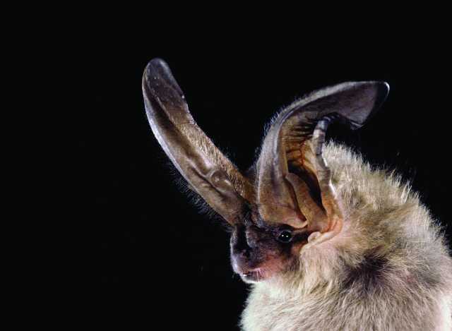 Townsend's Long-Eared Bat