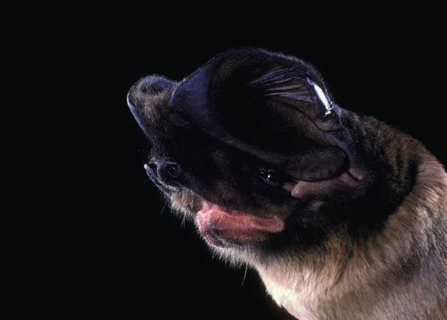 Western Mastiff Bat