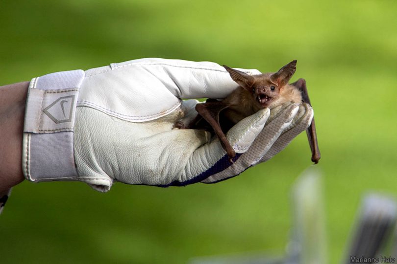 Pallid Bat