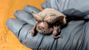 NorCal Bats Virtual Bat Classroom