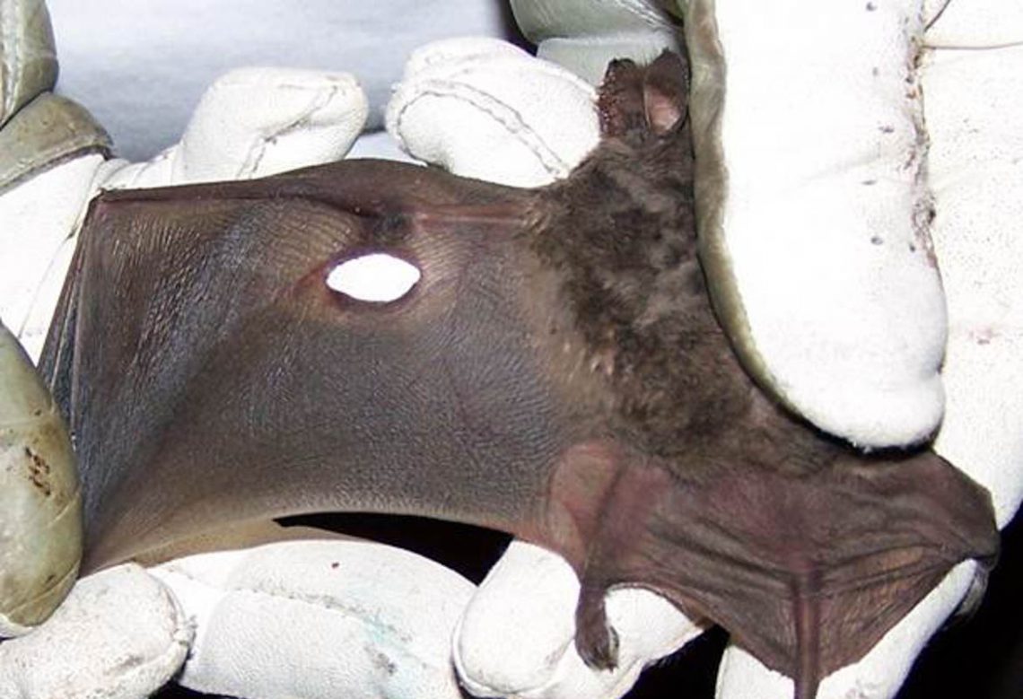 emergency-bat-rescue-northern-california-bats