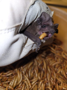 Mexican Free-Tailed bat rescue
