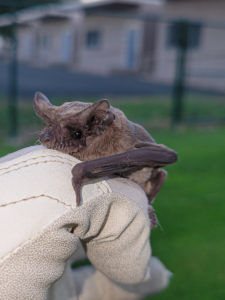 Mexican Free-Tailed bat rescue
