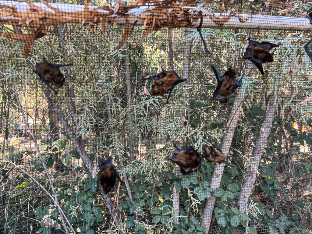 Seven big Brown bats climbing the mesh in the bat flight cage