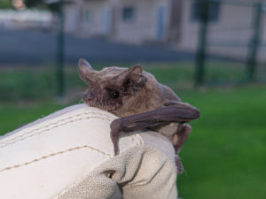 Rehabilitated Mexican free-tailed bat being released - yay!