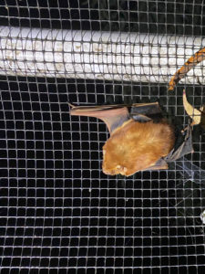 Red bat in bat flight cage
