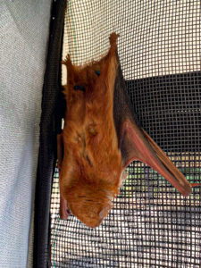 Red bat in bat flight cage - they stretch out really long when they get warm