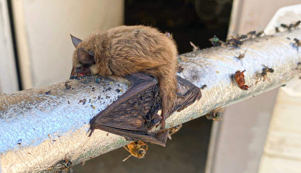 Sticky traps endanger bats - long-eared Myotis bat in a sticky trap