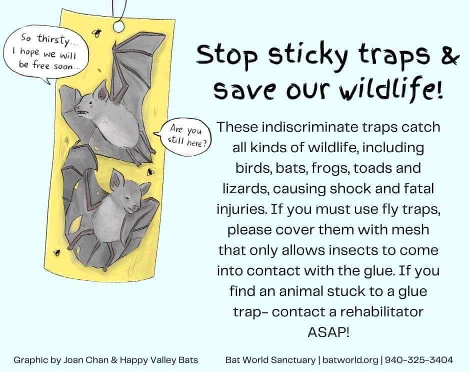 Sussex professor calls for sticky fly traps to be regulated, in effort to  protect rare bats : Broadcast: News items : University of Sussex