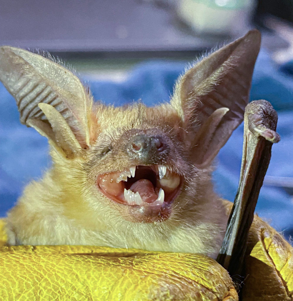 Bat Injury Rehabilitation - Northern California Bats