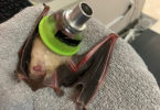 Pallid Bat injury rehabilitation