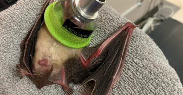 Pallid Bat injury rehabilitation