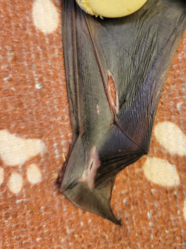 Cat-caught bat wing healing