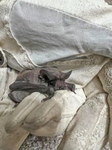 Rescued Mexican free-tailed bat