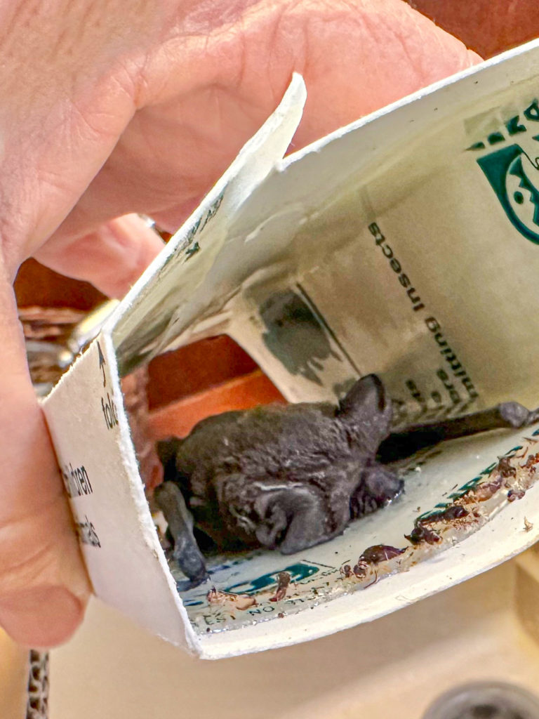Mexican free-tailed bat stuck in box sticky trap