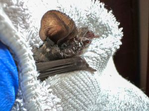 Mexican free-tailed bat freed from sticky trap