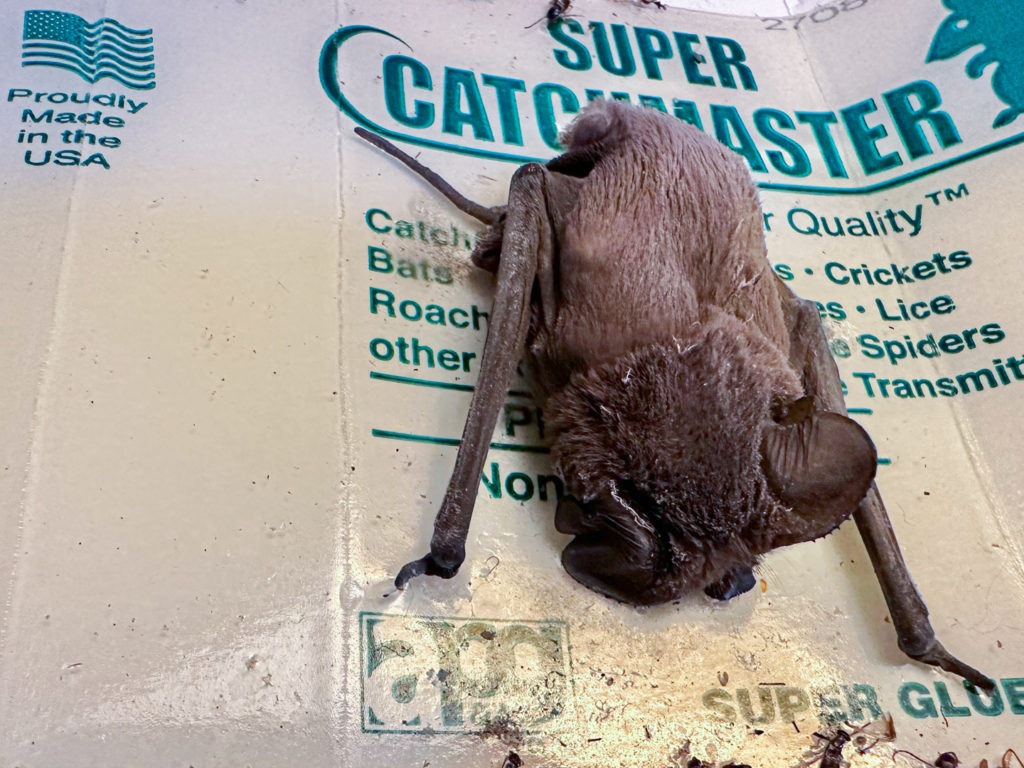 sticky traps endanger bats
